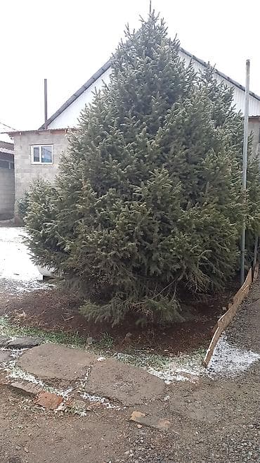 Садовая мебель: Ель голубая (Picea pungens), взрослое сформированное дерево для — 5