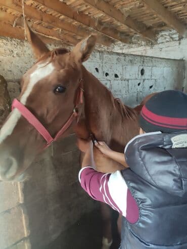 Иттер: Ветеринар на выезд УЗИ все ветеринарные услуги консультация — 5