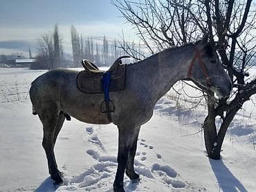 Продаю | Жеребец | Рабочий