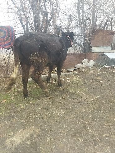 Продаю | Тёлка | Для разведения | Отела не было