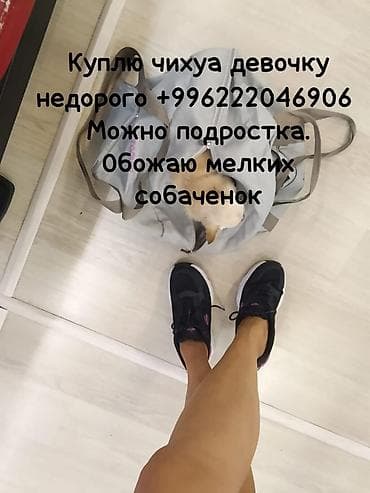 чихуахуа девочка: Куплю щенка чихуахуа (девочку), недорого. Можно подростка подростка — 1