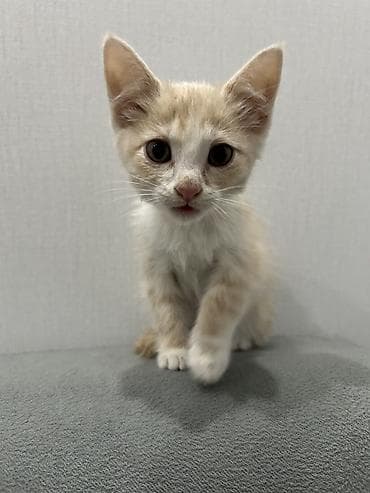 домашний животные: 3 месяца, Мальчик — 2