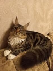 Кемирүүчүлөр: Продам девочку породы мейн-кун ответственным и любящим эту породу — 3