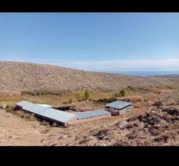 меняю на скот: Продается действующий бизнес кашар вместе с садом для разведения скота — 2