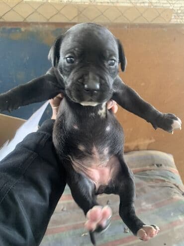 Ковролин: Щенки питбуля и амстаффа lalafo.kg да — 1 Ковролин: Щенки питбуля и амстаффа — 1