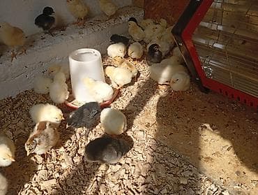 карликовой кури: Продаю | Цыплята | Несушки — 3