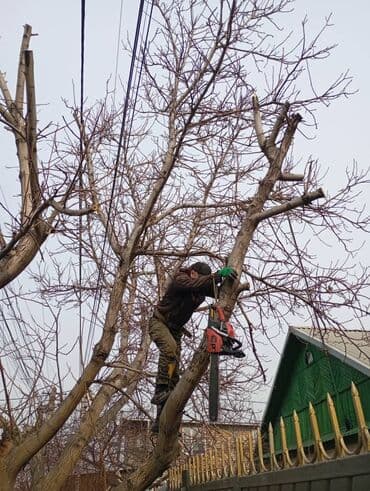 Спил профессионально и без посредников залезим на любую высоту и