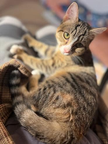 черные коты: 4 месяца, Мальчик, Приучена к лотку, Проглистована, С прививками — 10