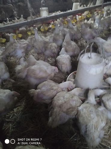 Иттер: Сатам | Тооктор | Бройлер | Союуга — 2