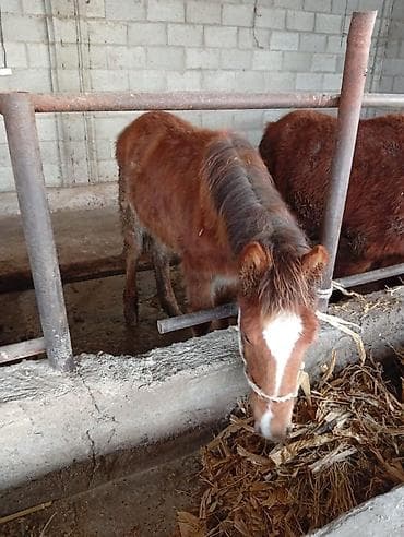 собаки каракол: Сатам | Тай | Көбөйтүү үчүн | Асыл тукумдуу — 9