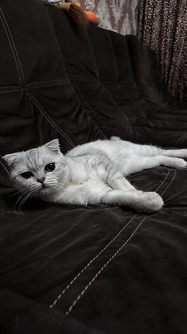 Другие животные: Продаю котенка 9 месяцев — 3