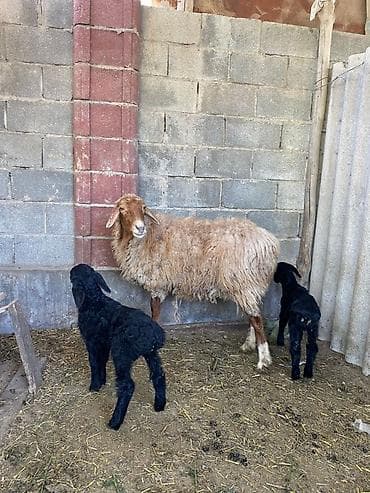 улар сатылат: Сатам | Ургаачы кой (ургаачы) | Көбөйтүү үчүн | Ургаачы — 2