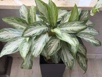 диффенбахия купить: Продаю в ассортименте цветы из личной коллекции. Все взрослые, мощная — 3