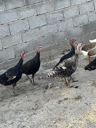 александрийский попугай: Самки и самцы — 5