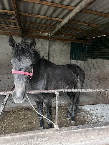 самец: Продаю | Конь (самец) | Рабочий — 3