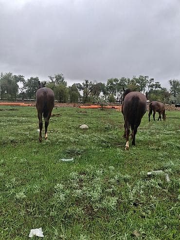 саар уй: Продаю | Кобыла (самка) | Рабочий — 9