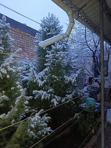 драцена купить: Живые хвойные деревья для участка/декора. - Породы: ель/пихта — 4