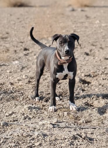 отдам алабая в добрые руки: Продою Сабаку кубинский Пидбуль девочка 10,месяцев,доч Балу 40,кг — 2