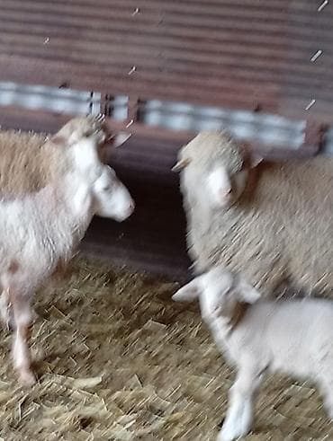 белый мёд: Продаю | Овца (самка) | Для разведения | Матка — 2