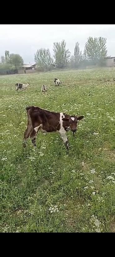 немецский дог: Продаю | Музоо, торпок | Симментальская | На откорм — 3