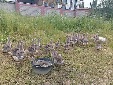 сколько стоит животное: Продаю Гусят возраст сорок дней цена Окончательная — 4