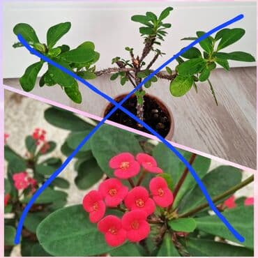 комур портер: Комнатные растения в горшках: 1) Традесканция «Нанук» (розово‑зеленая — 3