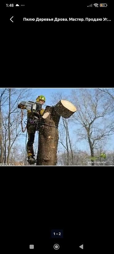 цветы и деревья из бисера: Услуги по спилу и обрезке деревьев. Профессиональная валка деревьев — 1
