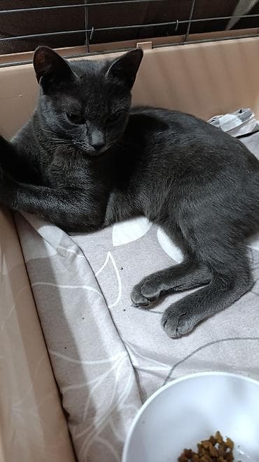 Кошка породы типа «русская голубая» (серо‑графитовая шёрстка