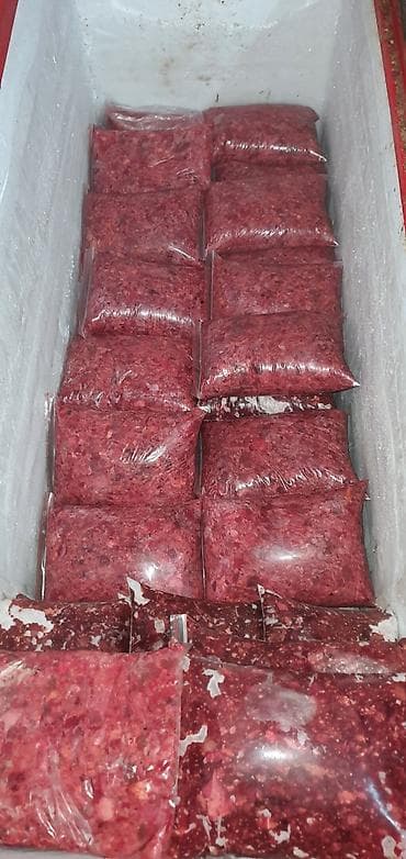 Продажа собак: Алабай, 6 месяцев, Самка — 2