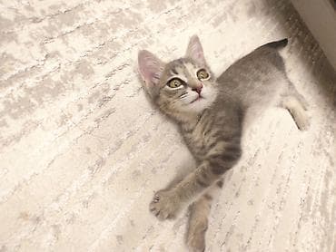 Кошка даром: Беспородная, 3 месяца, Девочка — 3