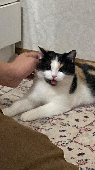 кот кошка: Кошка даром: Скотиш Страйт (Шотландская прямоухая), 10 месяцев, Девочка, Приучена к лотку, Проглистована — 1