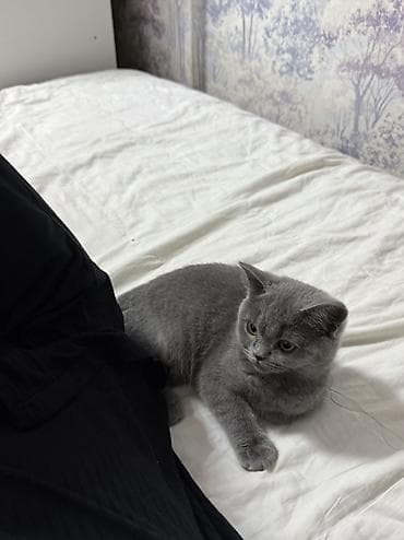 малинкий кошка: Британский короткошёрстный котёнок, окрас (пепельно‑серый)7 мес — 4