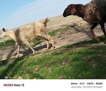 шерсть меренос: Продаю | Коза (самка) | Полукровка | Для молока — 5