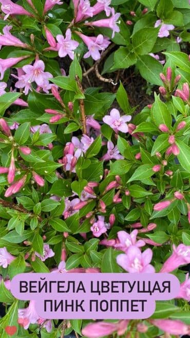 Огромный выбор кустарников! -Пузыреплодник -Айва японская - Вейгела -