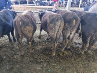 собака доберман сколько стоит: Продаю | Бык (самец) — 1