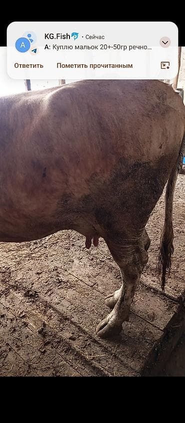 хайлайн соня: Продаю | Корова (самка) | Для разведения | Привязанные — 5