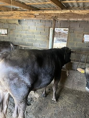 купить собаку доберман в бишкеке: Продаю | Бык (самец) | На откорм | Привязанные — 6