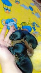 объявления о найденных собаках: Щенки мелкой породы (карманный формат)готовы к брони.(2 мальчика и 2 — 8