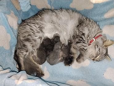 Продажа кошек: 🐾 Открыто бронирование на шотландских котят! 🐾 Наша чистокровная — 3