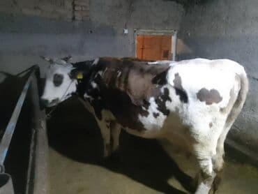 Уйлар, букалар: Сатам | Уй (ургаачы) | Сүт алуу үчүн | Байланган — 3