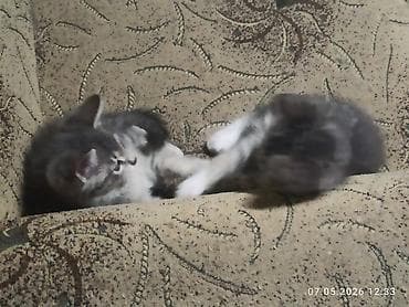 кошки г ош: 3 месяца, Девочка, Приучена к лотку, Проглистована — 4