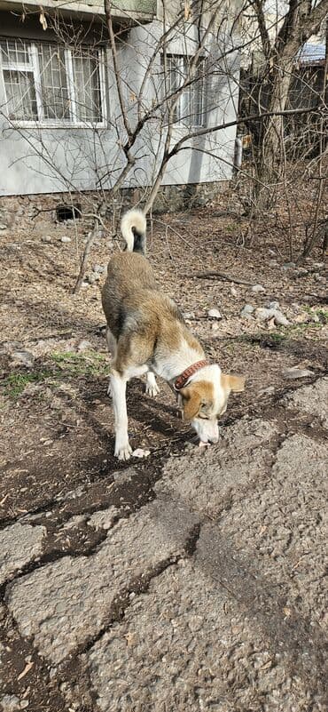 Аквариумы: Собака даром: Дворняжка, 6 месяцев, Самец — 2
