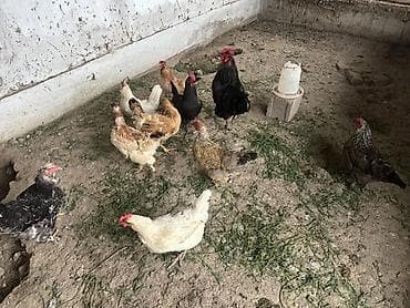 кукуруза буденовка: Продаю | Куры | Домашняя | Несушки — 7