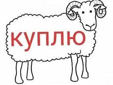 куплю баранов: Продаю | Ягненок | Арашан | Для разведения, На забой | Племенные, Ягнившаяся, Ярка — 1