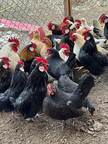 пони лошад: Продаю карликовых кур бентамок, выведенные клушкой, абсолютно — 1