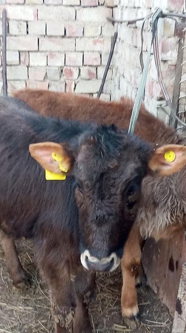 бычки телочки: Продаю | Тёлка | На откорм | Привязанные — 7