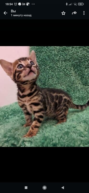 сколько стоит котенок британской золотой шиншиллы: Друзья. !!!.в питомнике Бен Гла Мур. долгожданные новые детки — 10