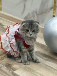 шотландская золотая шиншилла цена: Скотиш Фолд (Шотландская вислоухая), 3 месяца, Девочка, Серый, Приучена к лотку, Проглистована, С документами — 36