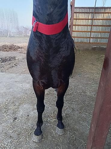 яйцо инкубационное бройлер: Продаю | Жеребец | Конный спорт — 3