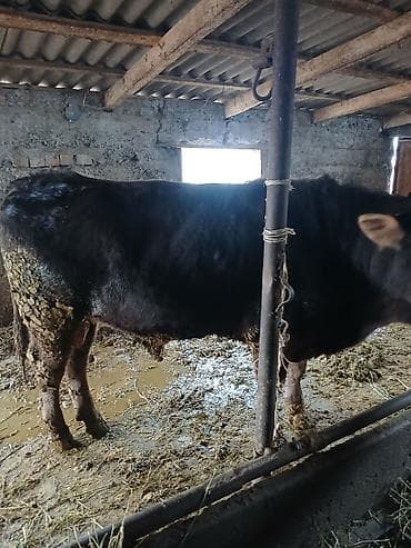 клетка для цыплята: Продаю | Бык (самец) | Швицкая, Абердин-ангус | На откорм, На забой | Искусственник — 5